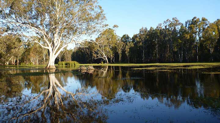 Image of river red gum tree on Barmah Lake.